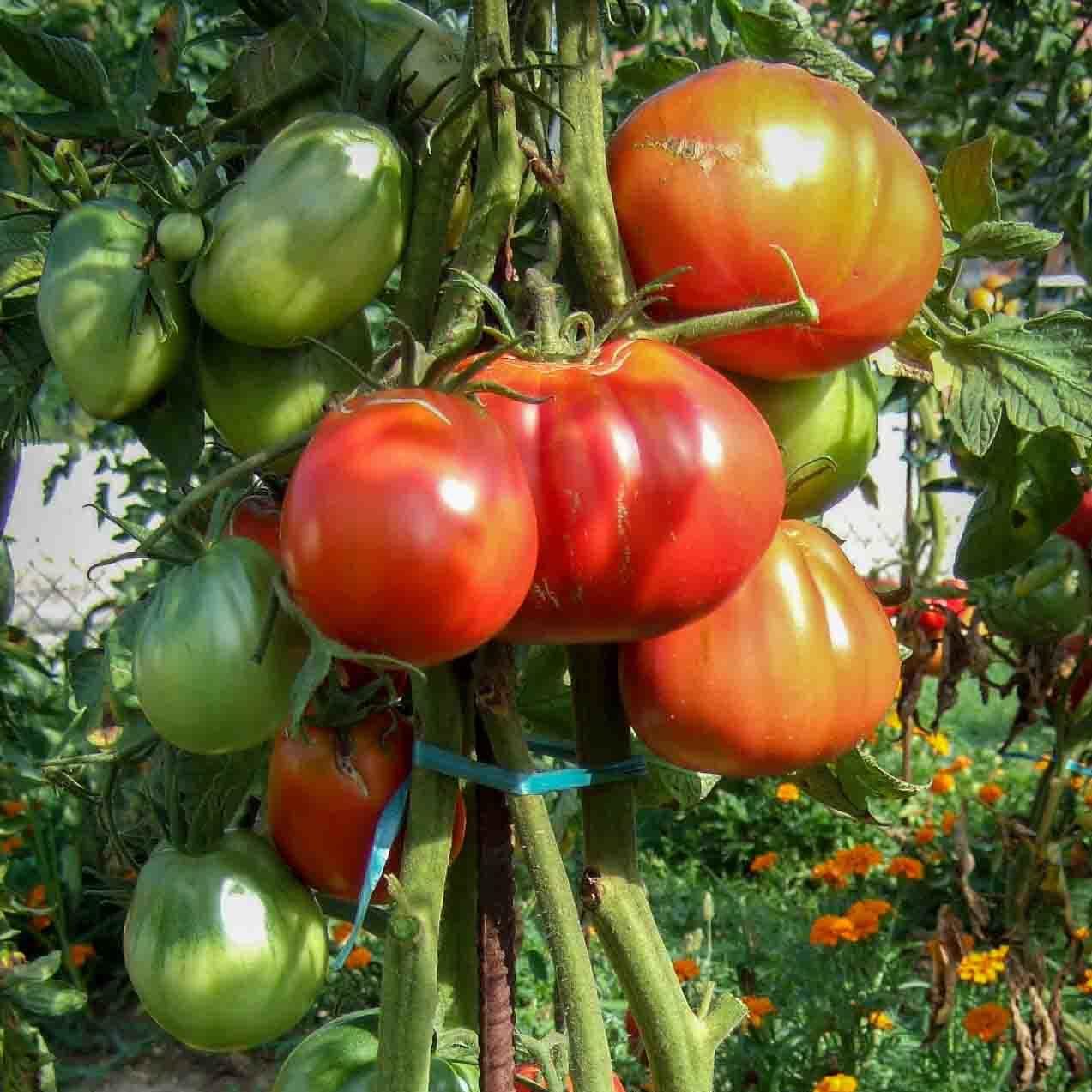 Tomates-anciennes-direct-producteur